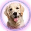 PomPets Care Logo